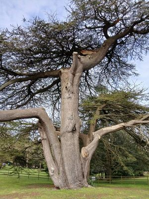 25th March 2025 - the majestic Cedar of Lebanon in Kearsney Park, one of the oldest specimens in the country