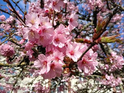 28th March 2025 - cherry blossom