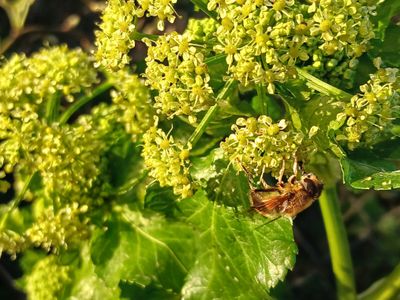 30th March 2025 - bee attending to horse parsley