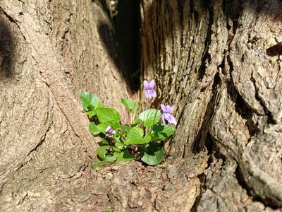 31st March 2025 - early dog violet growing in the crook of a tree in my mother’s garden
