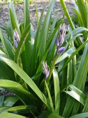 1st April 2025 - bluebells about to pop