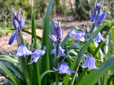11th April 2025 - bluebells