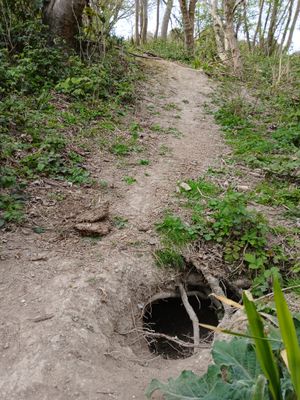 12th April 2025 - intriguing hole I found on my walk