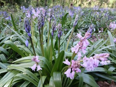 22nd April 2025 - bluebells