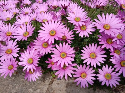 26th April 2025 - pink weather profits, AKA Cape marigolds