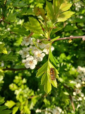 2nd May 2025 - hover fly on hawthorn