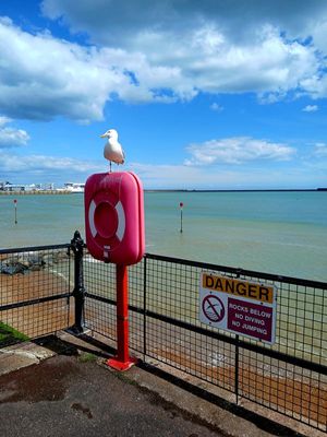 25th May 2025 - seagull at the seaside