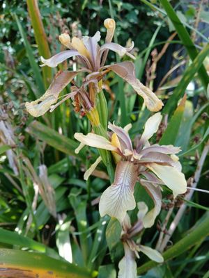 30th May 2025 - stinking iris in my mother’s garden