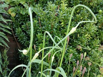 28th June 2025 - garlic growing in my mother’s garden