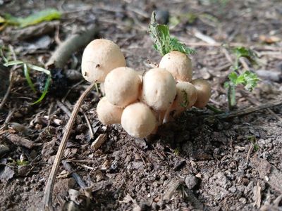 14th July 2025 - brittlestem mushrooms