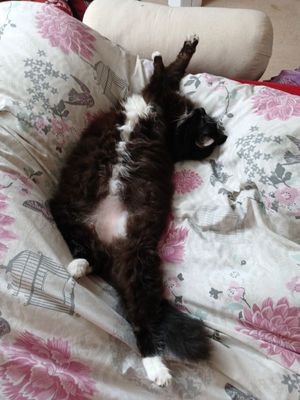 17th July 2025 - Fluffy doing her superman impression