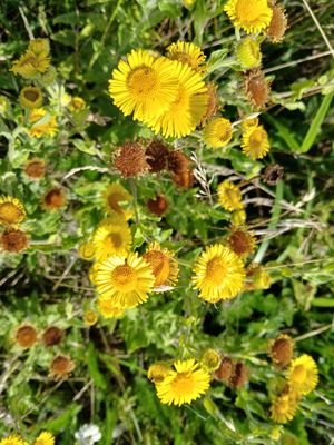 11th Aygust 2025 - bright yellow blooms of common fleabane 