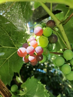 17th August 2025 - ripening grapes on my mother's vine