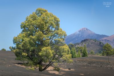  El Teide  18 foto's)