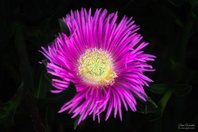Betancuria (17 foto's)