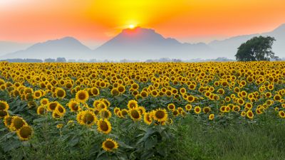 Sunflowers
