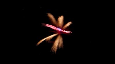 Fireworks 2025