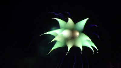FireworksK059