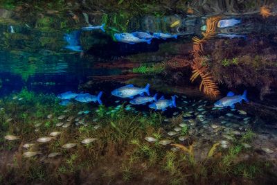 nascente_azul_-_rio_bonito