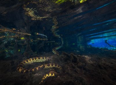 Wildlife of Rio Olho dgua