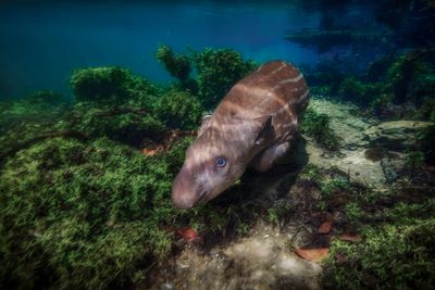 Wildlife of Rio Olho dgua