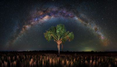 buriti.jpg