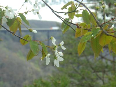 NewRiver23_4066.JPG
