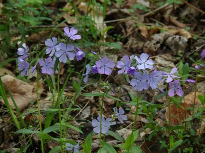 NewRiver23_5037.JPG