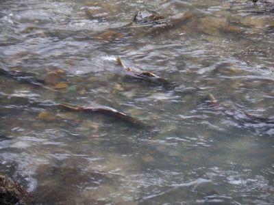 Nooksack River 