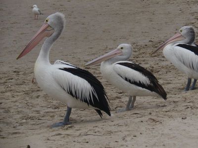 Pelican Feeding