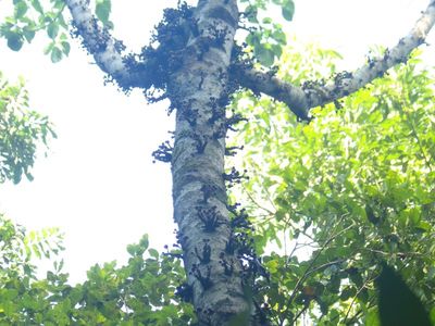 Mossman Gorge & Daintree Rainforest