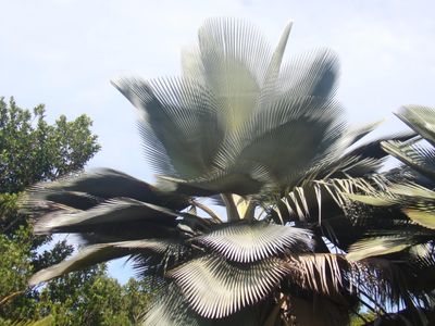 Key West Tropical Forest