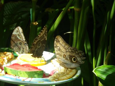 Key West Butterfly 