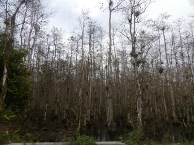 Big Cypress, FL