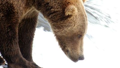 Katmai, AK