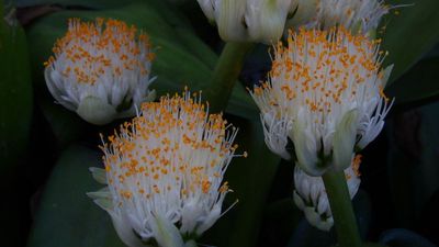 Carlsbad24_460.JPG