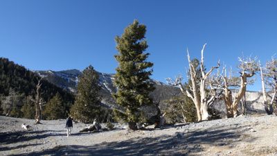 Spring Mt
Fletcher Peak Trail
