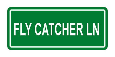 FLY CATCHER LN