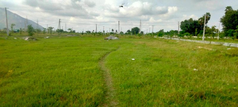 Near The Skill Development University Tirupati