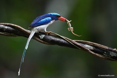 Common Paradise Kingfisher