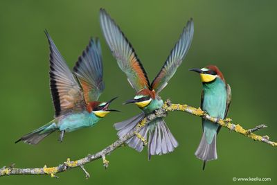 European Bee-eater