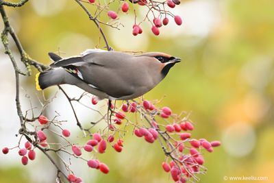 Bohemian Waxwing