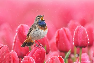 Bluethroat