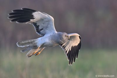 Hen Harrier