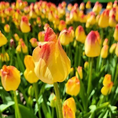 Peter's Suncatcher Tulip