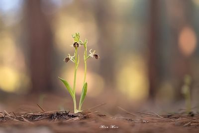 Ophrys umbilicata