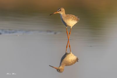 Redshank livnat kanaf