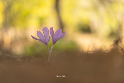 0Y2A8786.jpg  Colchicum feinbruniae