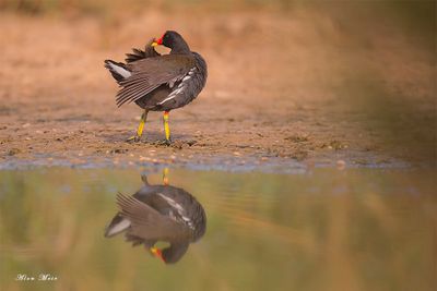 Moorhen