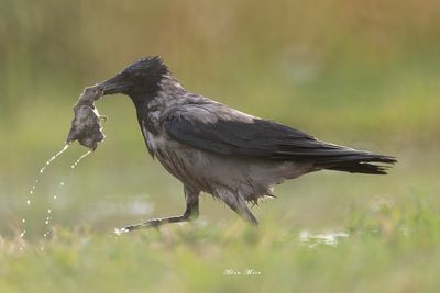 hooded_crow
